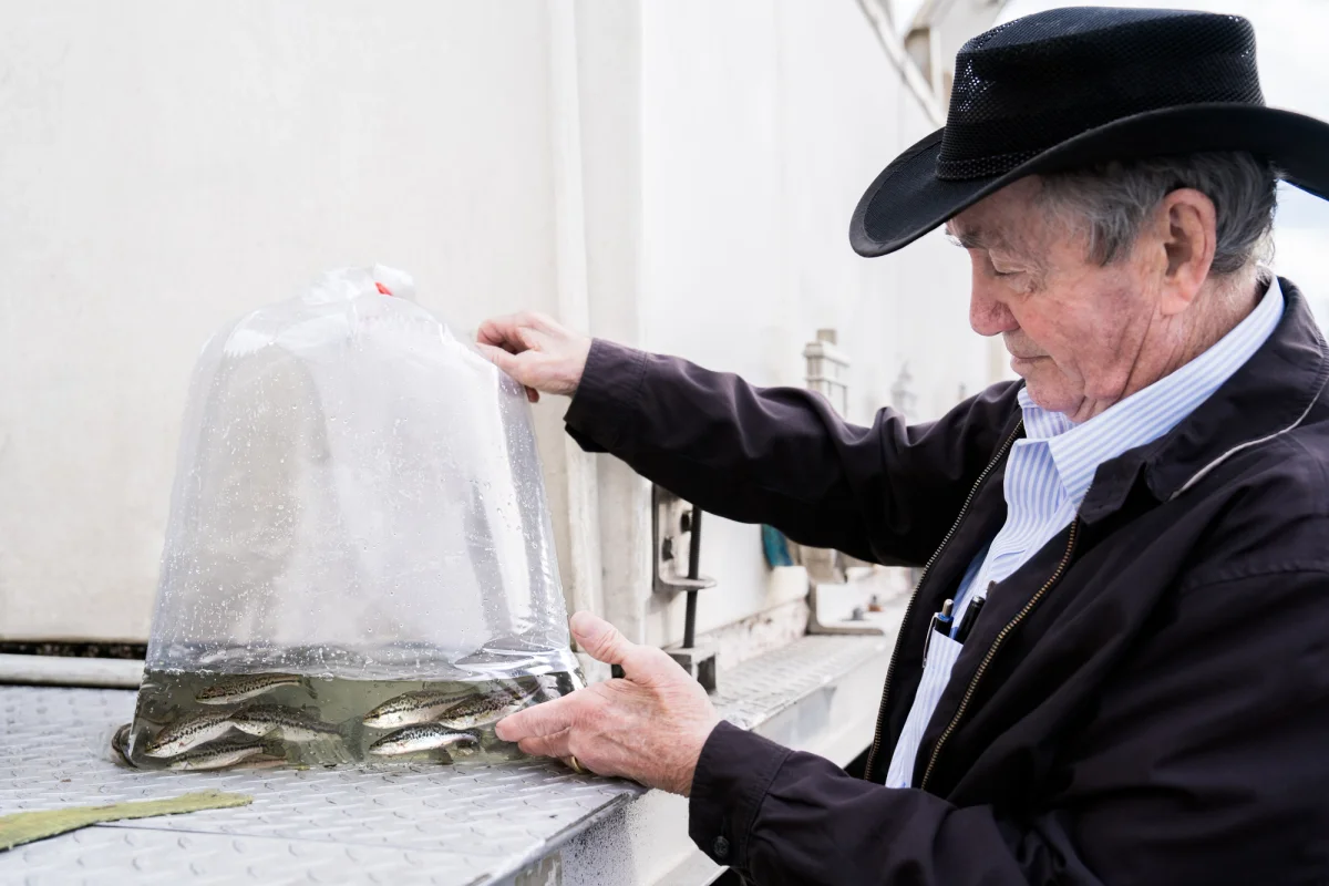 A man in a cowboy hat holding a packaged bag of largemouth bass on the side of a fish tank.