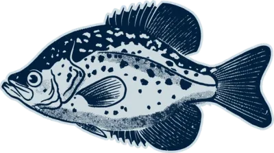 Black Crappie illustration