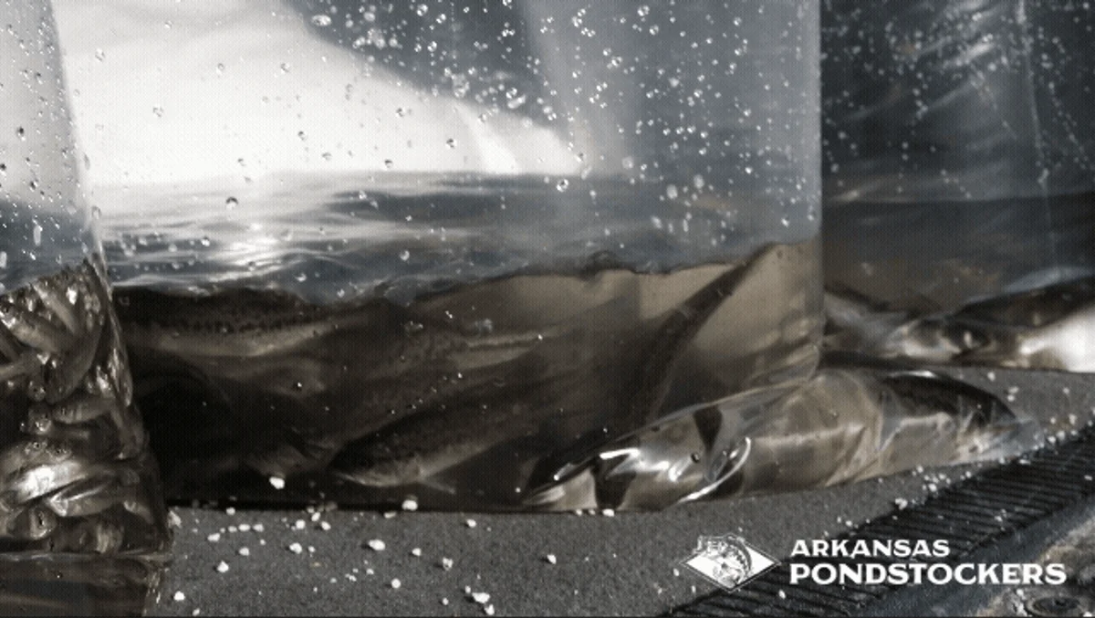 largemouth bass, channel catfish, and fathead minnows in plastic bags full of water and oxygen