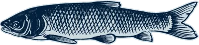 Grass Carp illustration