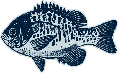 Hybrid Bluegill illustration
