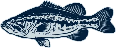 Largemouth Bass illustration