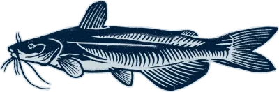 Channel Catfish illustration