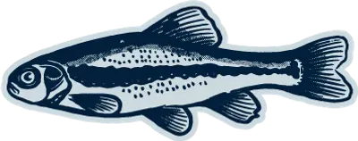 Fathead Minnows illustration