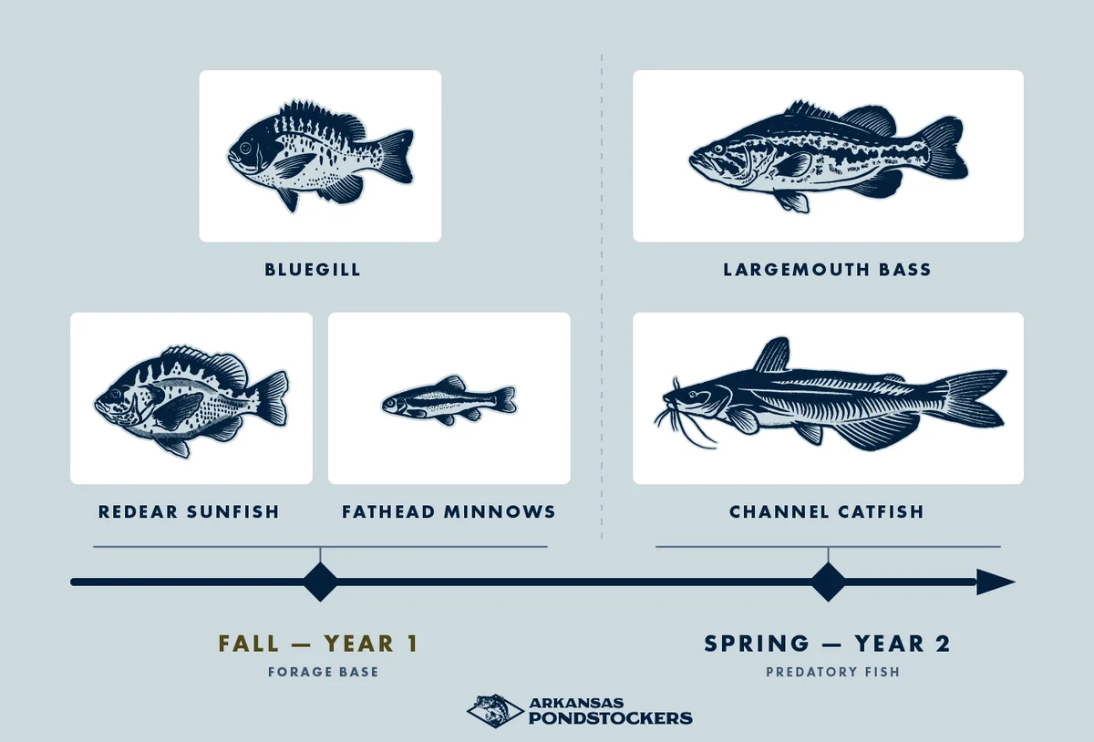 An infographic describing when to stock what species into a pond. It has bluegill, redear sunfish, and fathead minnows in the fall of year 1 and largemouth bass and channel catfish in the spring of year 2. The arkansas pondstockers logo is at the bottom.