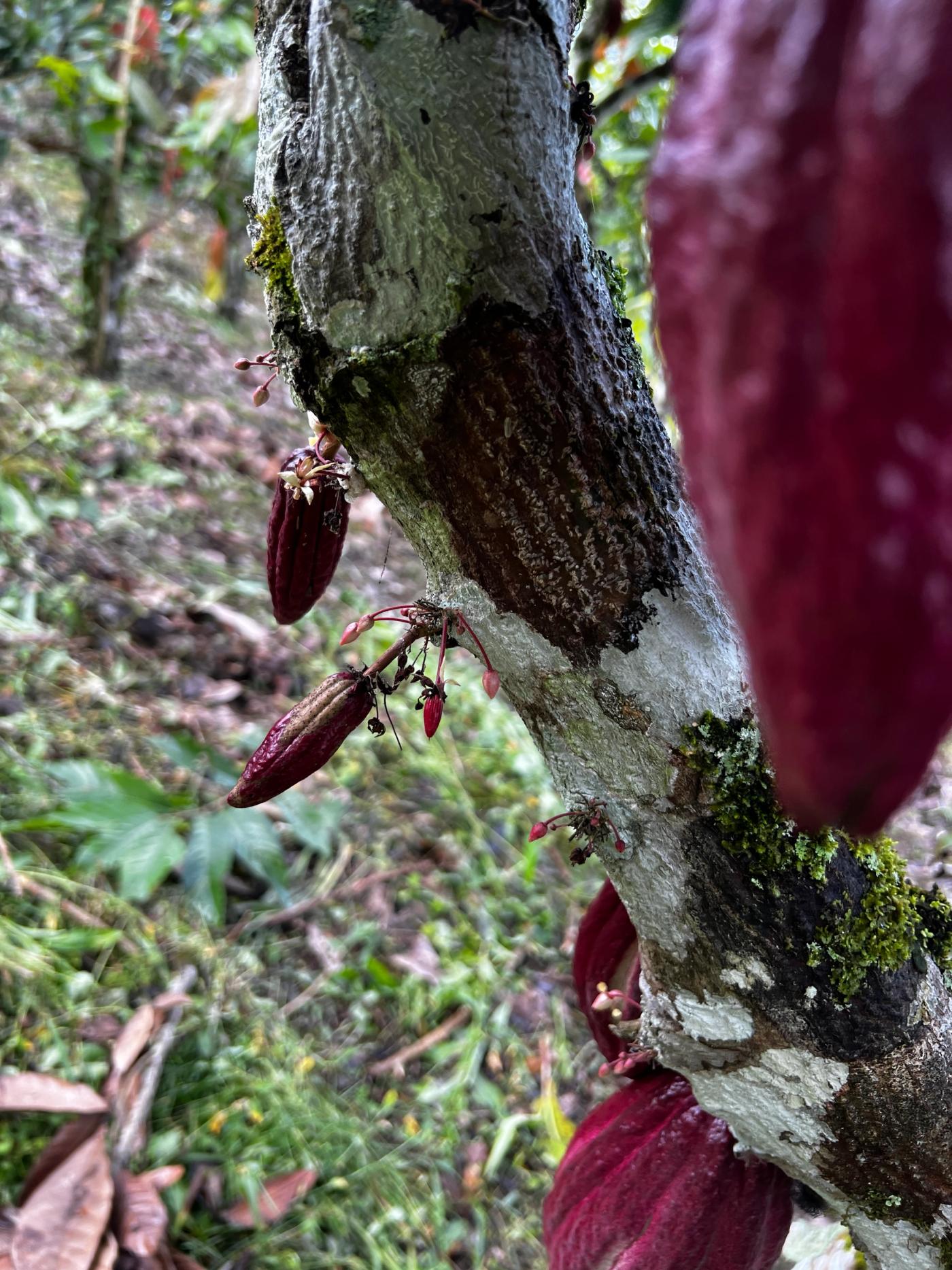 Caulifloria in Theobroma cacao.