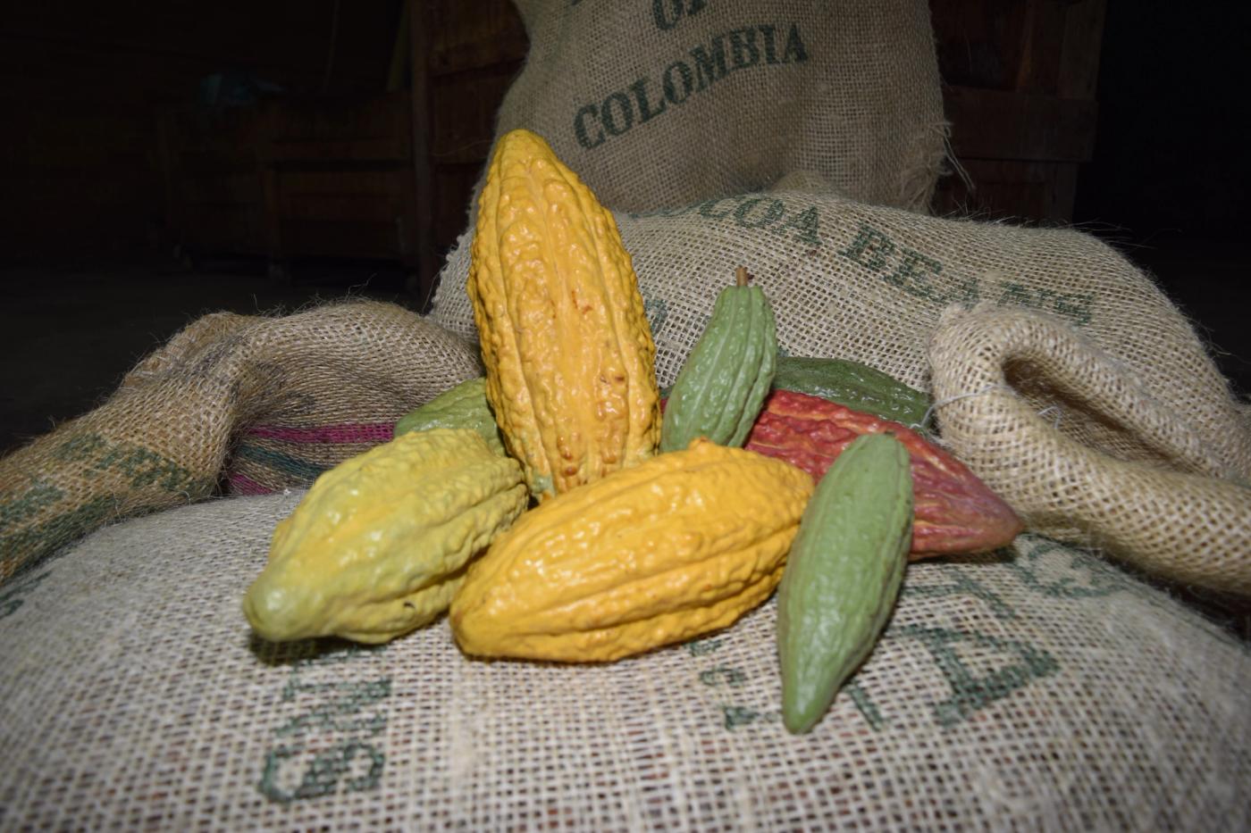 Where it all begins — colourful cacao pods harvested by our farmers in Colombia, carrying within them the essence of every chocolate we craft.