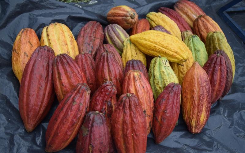Fine-aroma Criollo cacao pods harvested in San Vicente de Chucurí, Colombia — the heart of specialty chocolate.