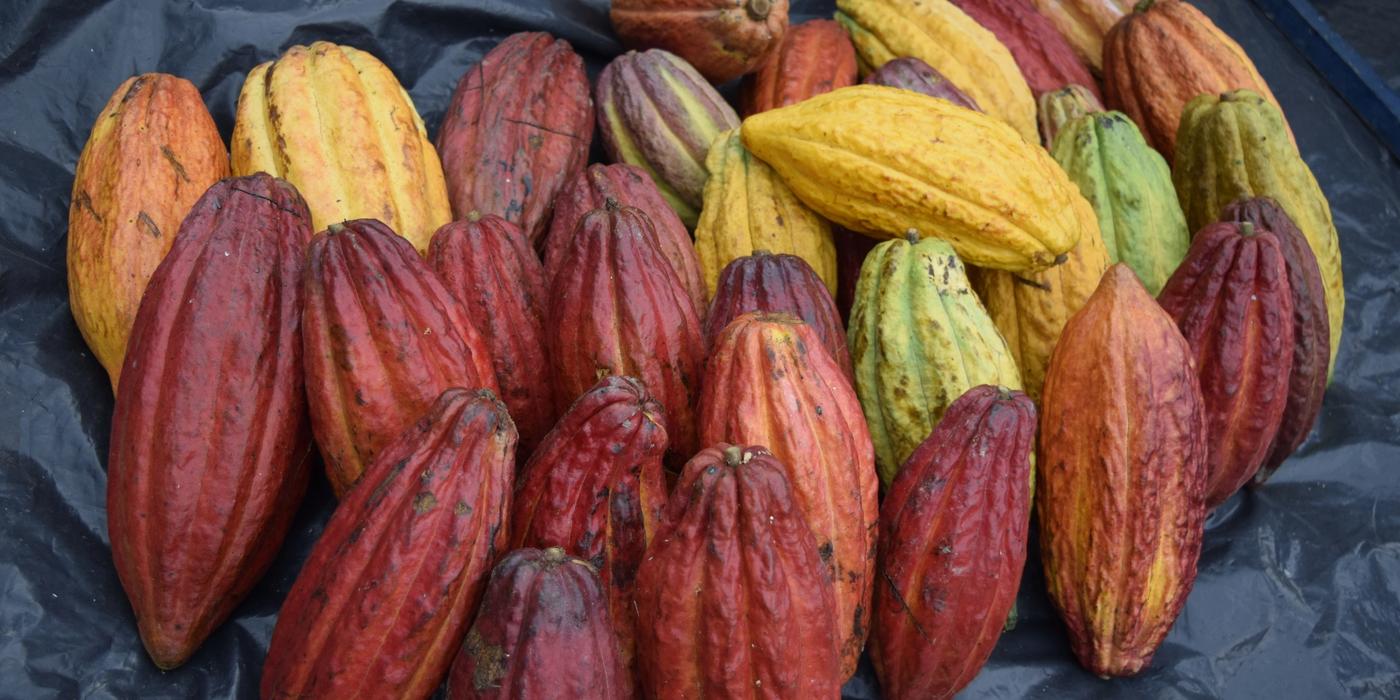 Fine-aroma Criollo cacao pods harvested in San Vicente de Chucurí, Colombia — the heart of specialty chocolate.