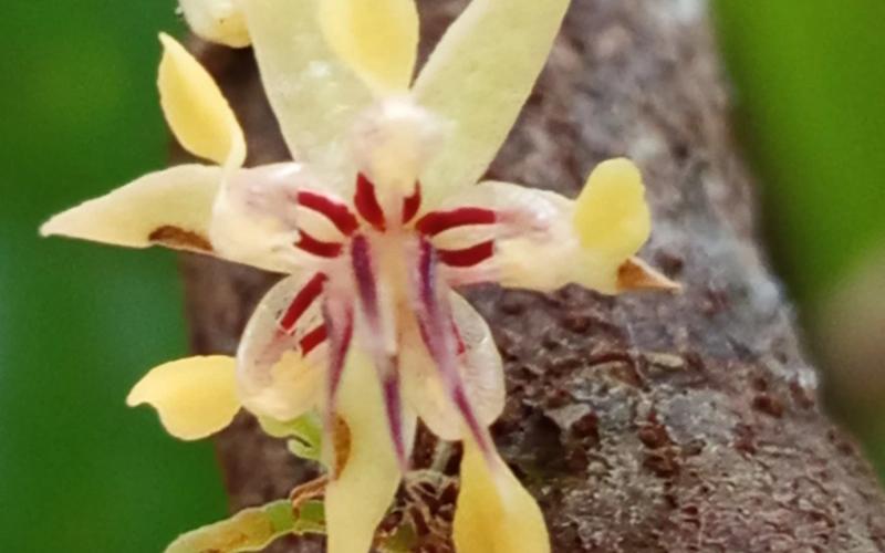 Close-up of a tiny star-shaped cacao flower growing directly from the trunk, illustrating the fragility of the blossom and the genetic potential for fine chocolate flavours.