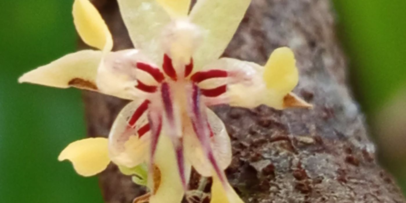 Close-up of a tiny star-shaped cacao flower growing directly from the trunk, illustrating the fragility of the blossom and the genetic potential for fine chocolate flavours.