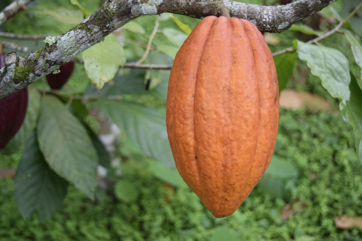A ripe cacao pod awaits harvest under the tropical sun at one of our partner farms in Colombia — where every bean’s journey begins.