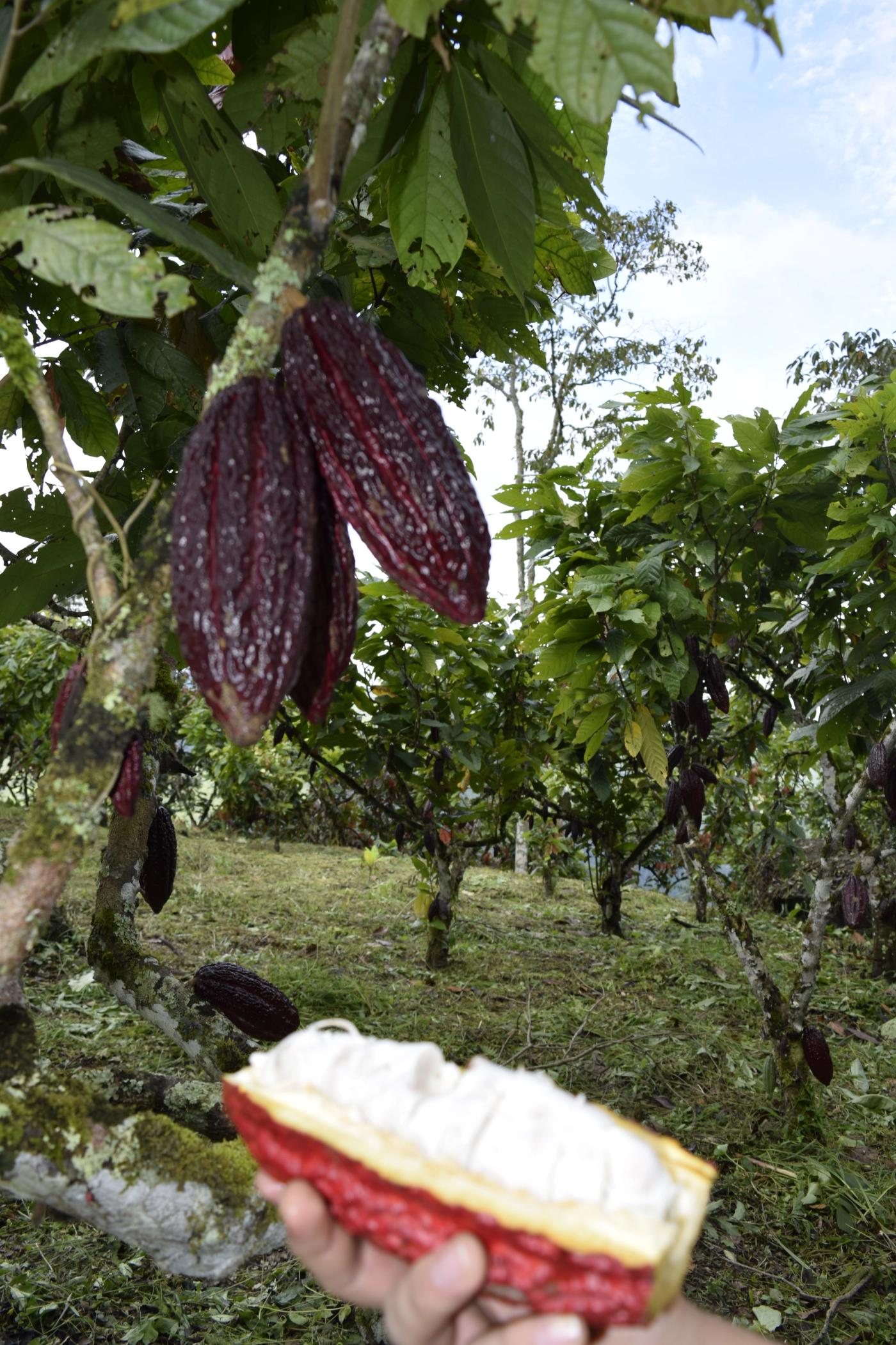 Freshly opened cacao pod showing white mucilage-covered beans beneath ripened pods on the tree — the beginning of chocolate’s transformation in Colombian cacao farms.