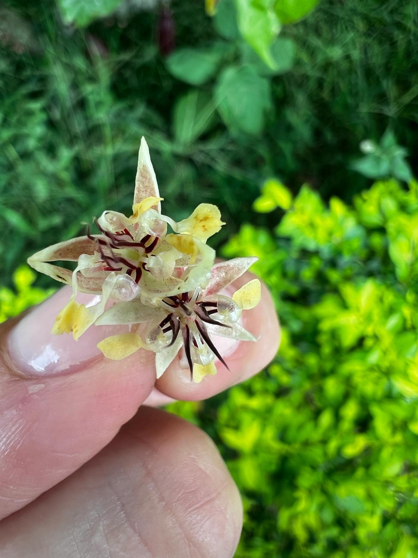 Cacao flower - Colombia