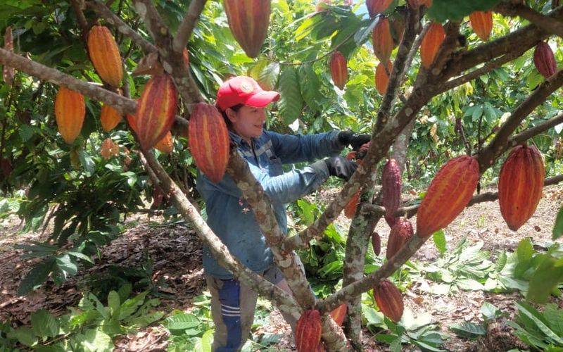 Discover the story of Zoey Guerrero, the Colombian cacao producer whose 10-year partnership with Artilate began on humanitarian trails in Santander.