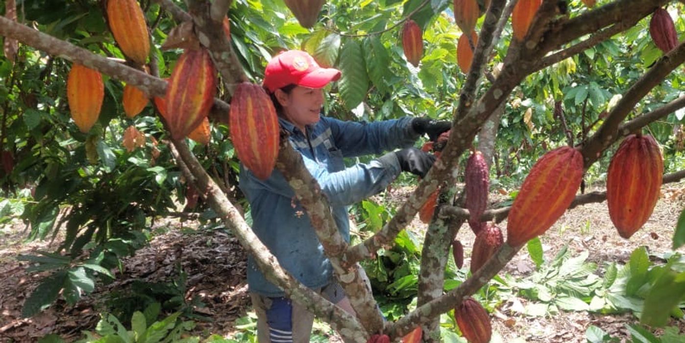 Discover the story of Zoey Guerrero, the Colombian cacao producer whose 10-year partnership with Artilate began on humanitarian trails in Santander.