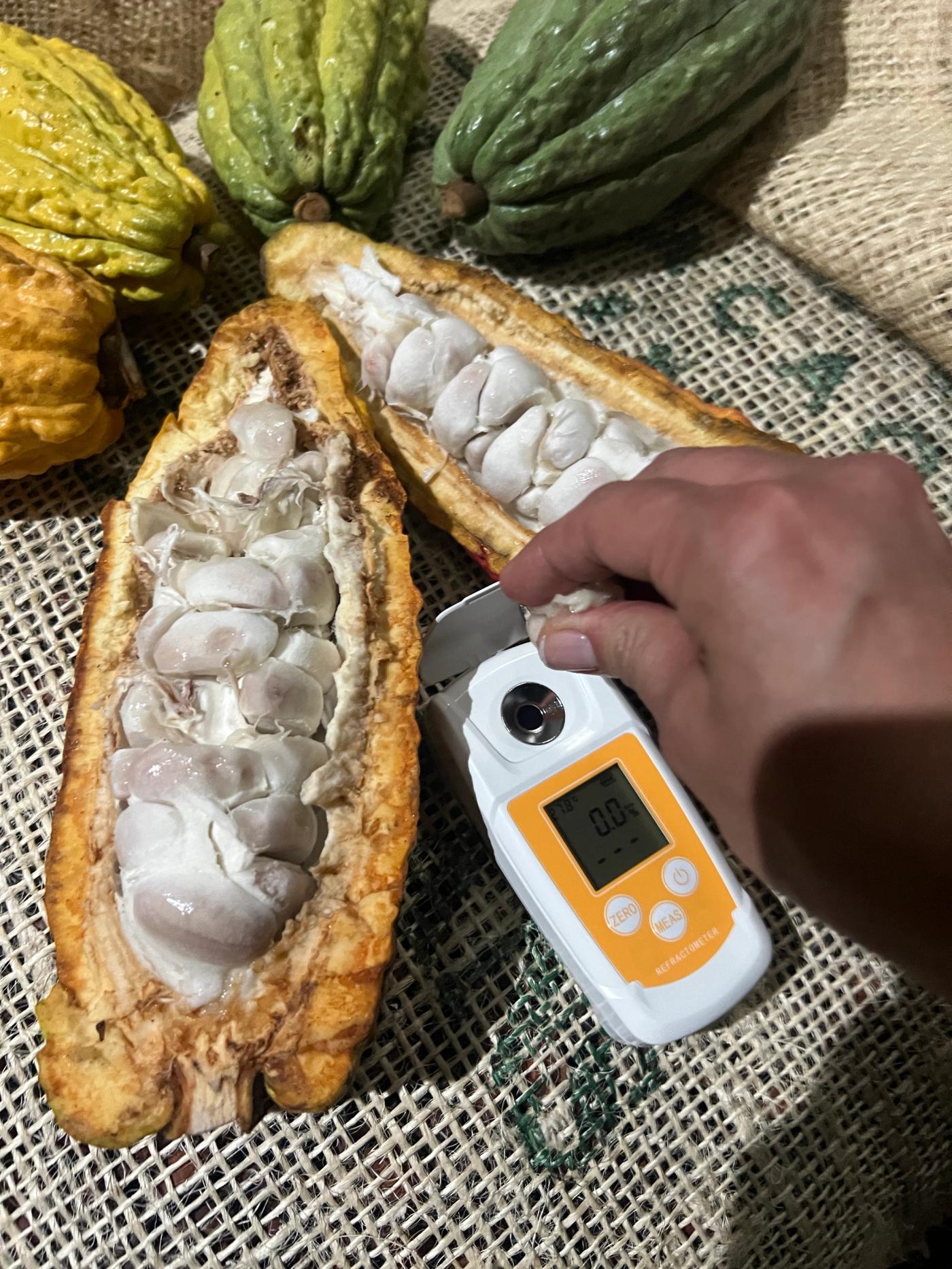 Close-up of fresh cacao beans in mucilage with high sugar content during day one