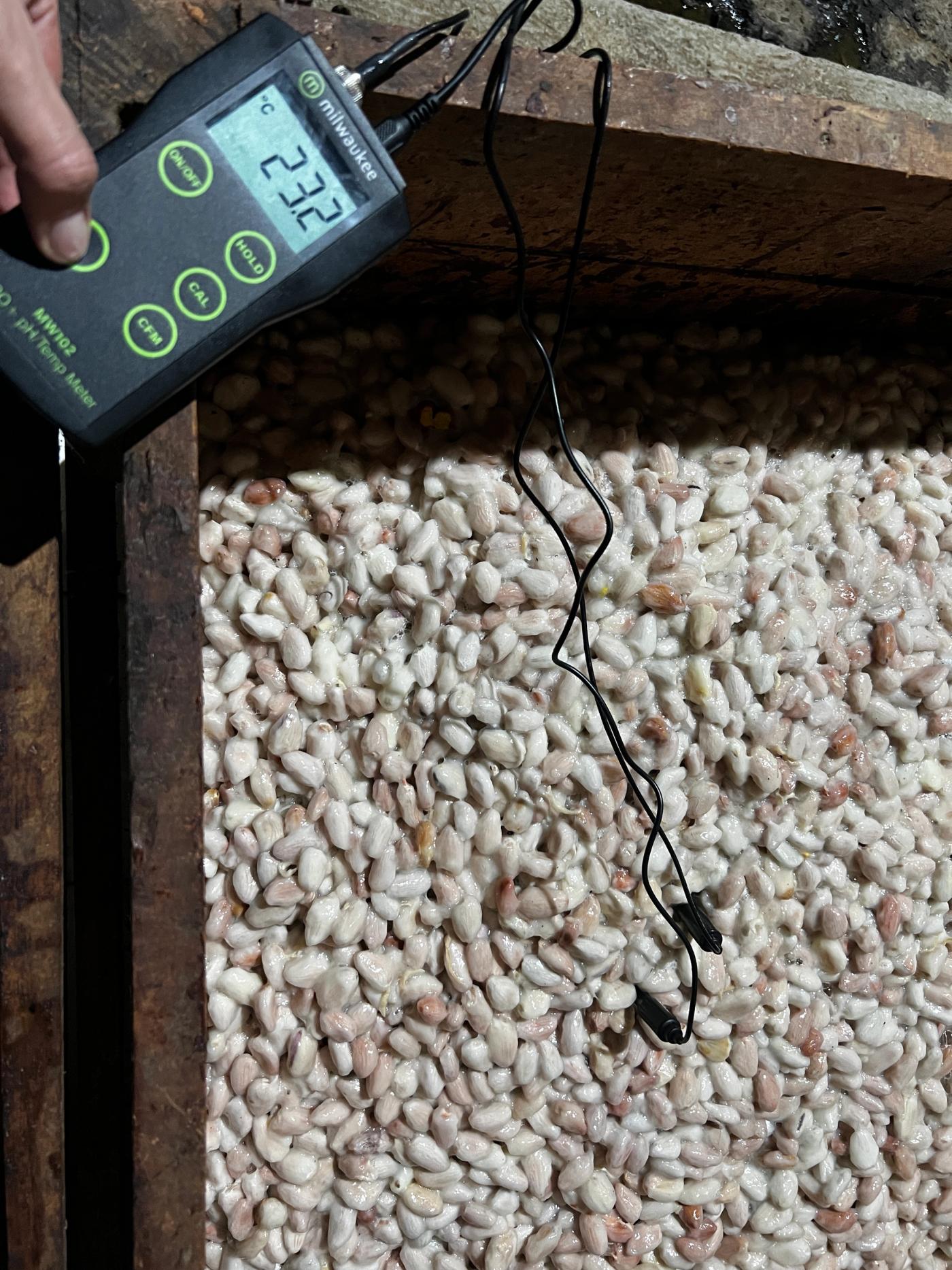 Cacao beans mid-fermentation showing brown coloration and pulp drainage.
