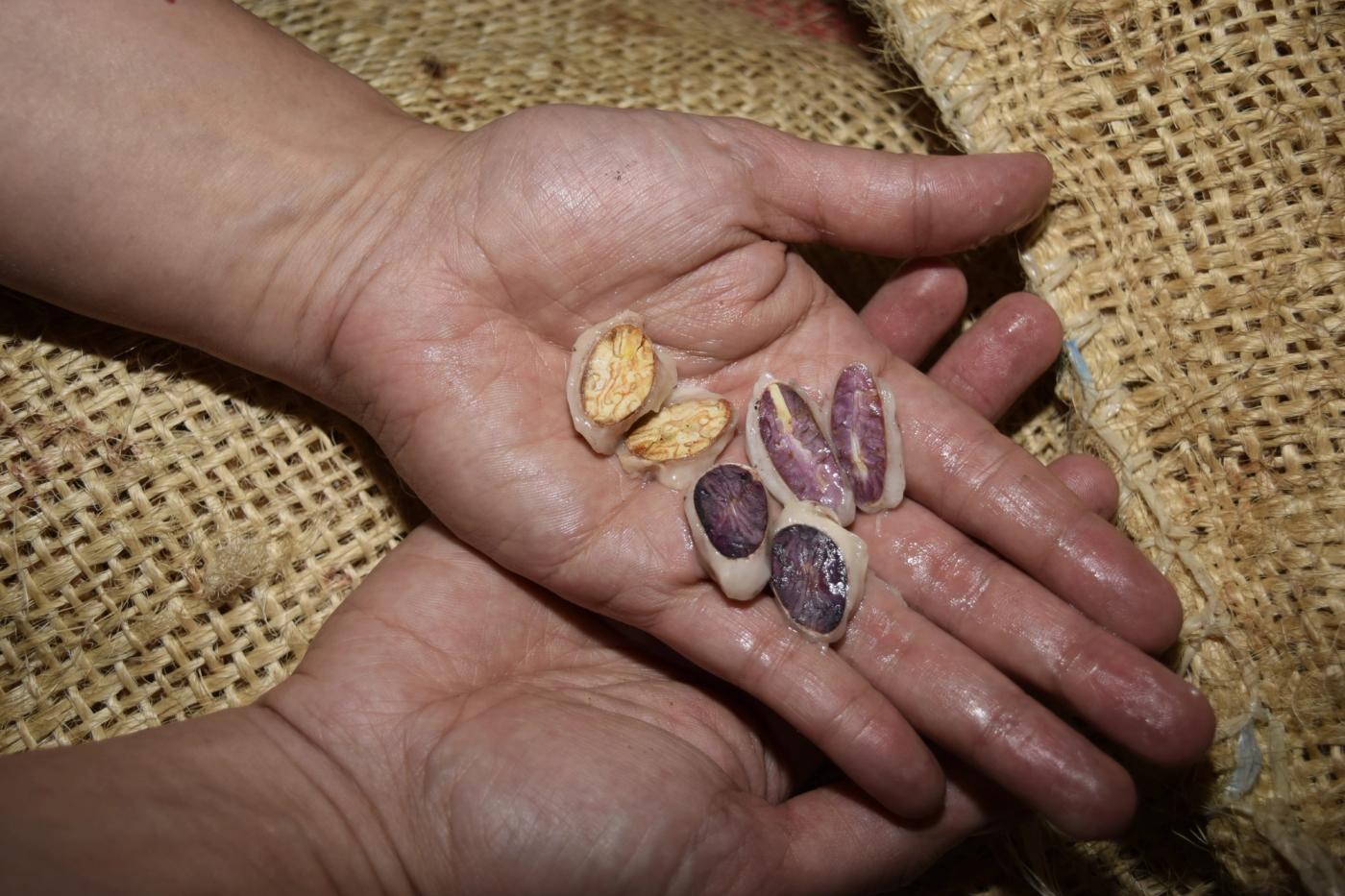 The cut test is one of the simplest and most reliable methods to evaluate fermentation progress and bean quality