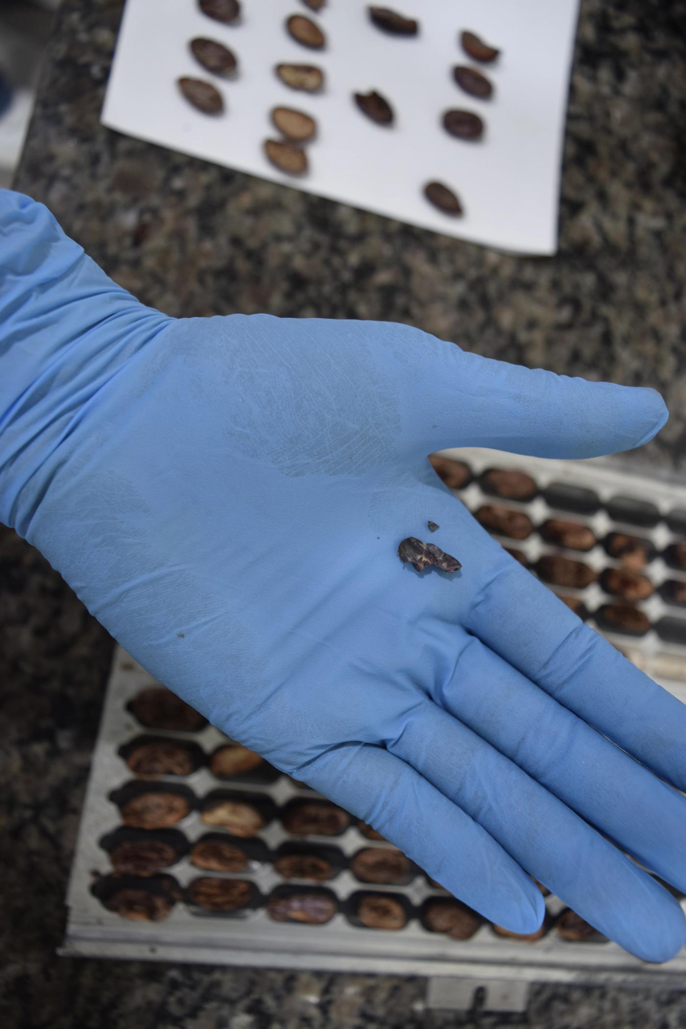 Cut test trays showing cacao beans at different fermentation stages — used to evaluate internal colour, uniformity, and defects