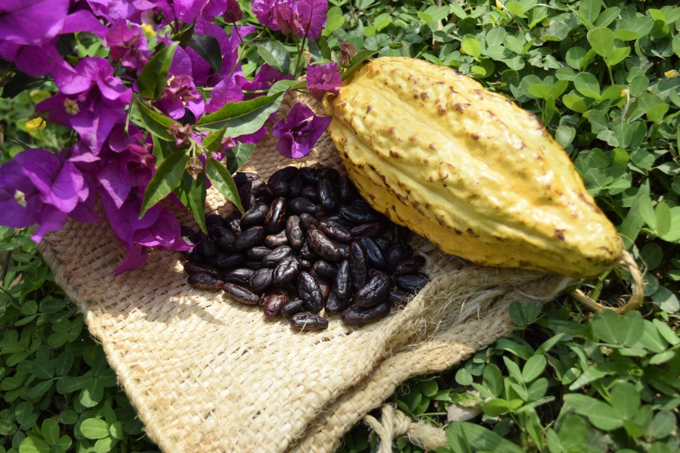 A glimpse of the journey — from golden cacao pods to sun-dried beans. Every chocolate starts with this beautiful transformation, nurtured by our partner farmers in Colombia