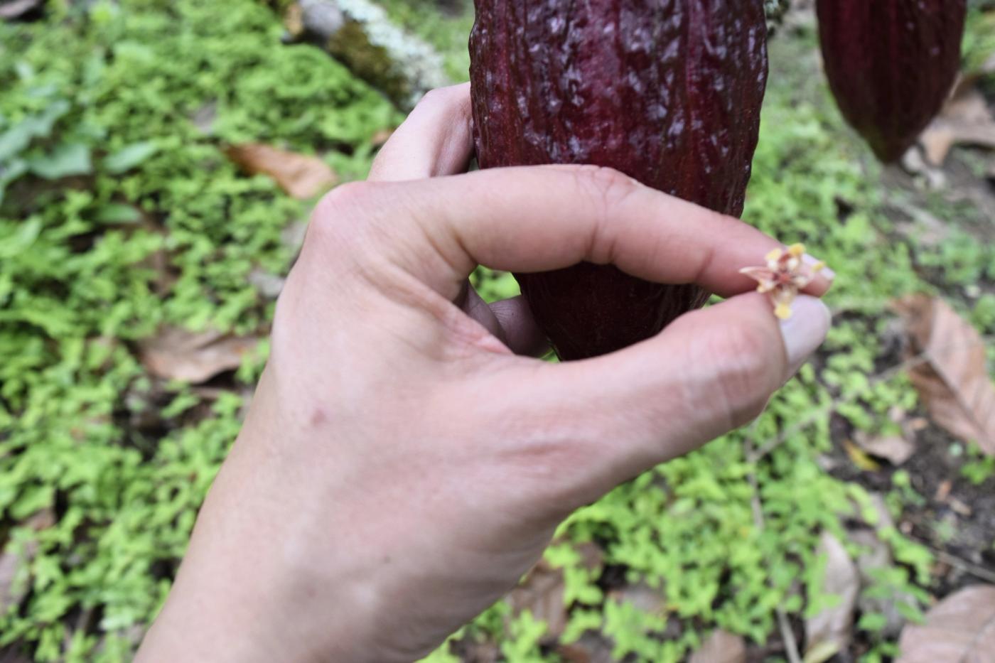 Tiny and intricate cacao flower