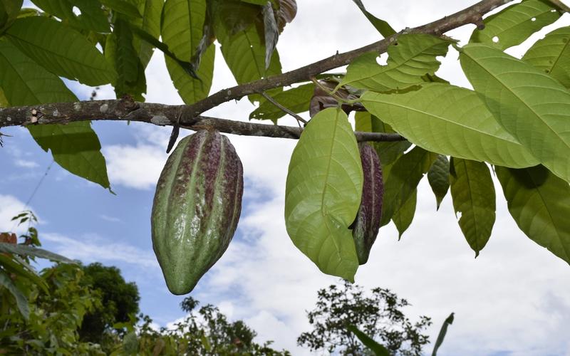 Ripe Criollo cacao pod (Theobroma cacao L.) hanging from a branch beneath tropical shade trees in the Colombian mountains