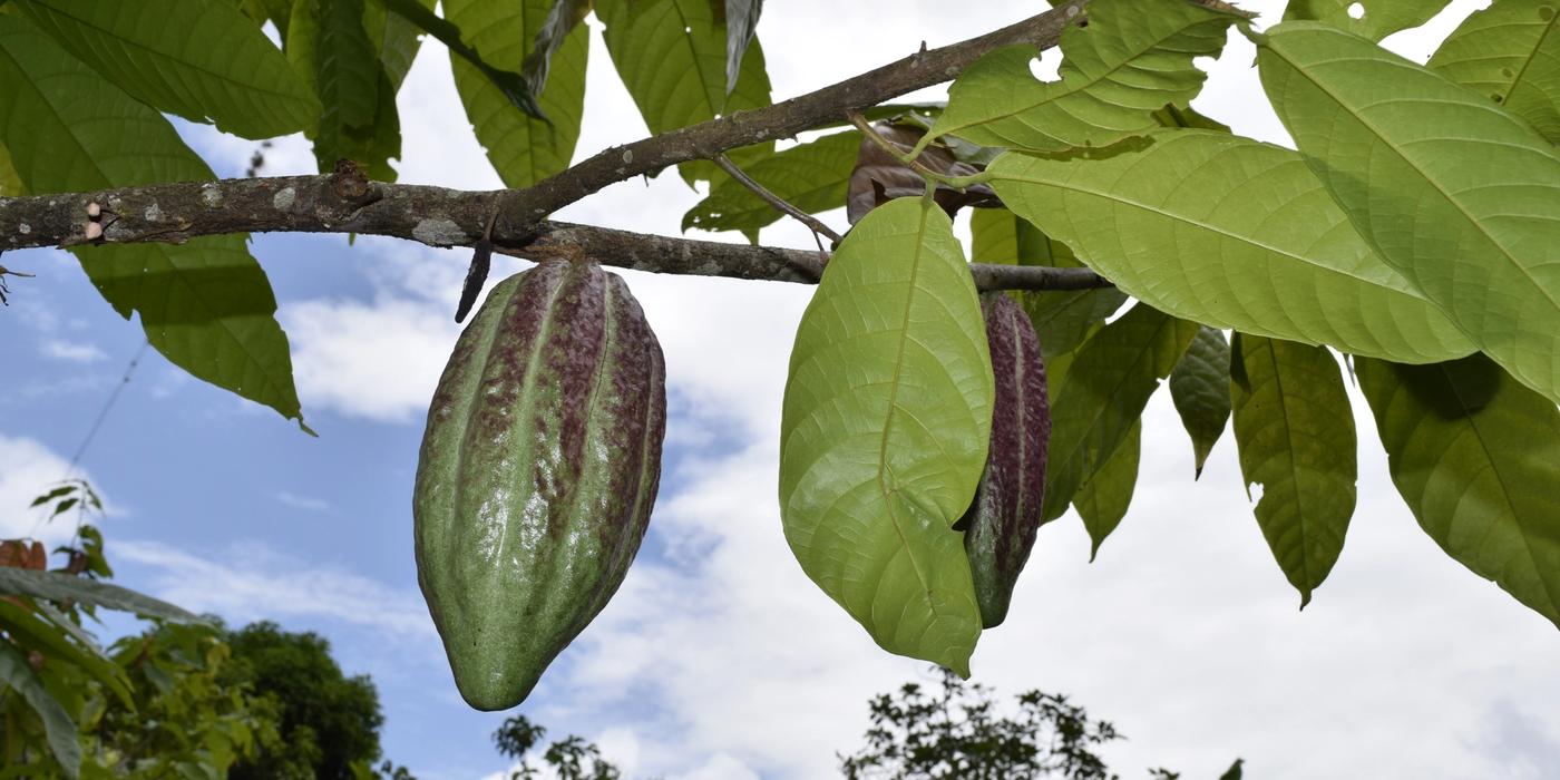 Ripe Criollo cacao pod (Theobroma cacao L.) hanging from a branch beneath tropical shade trees in the Colombian mountains