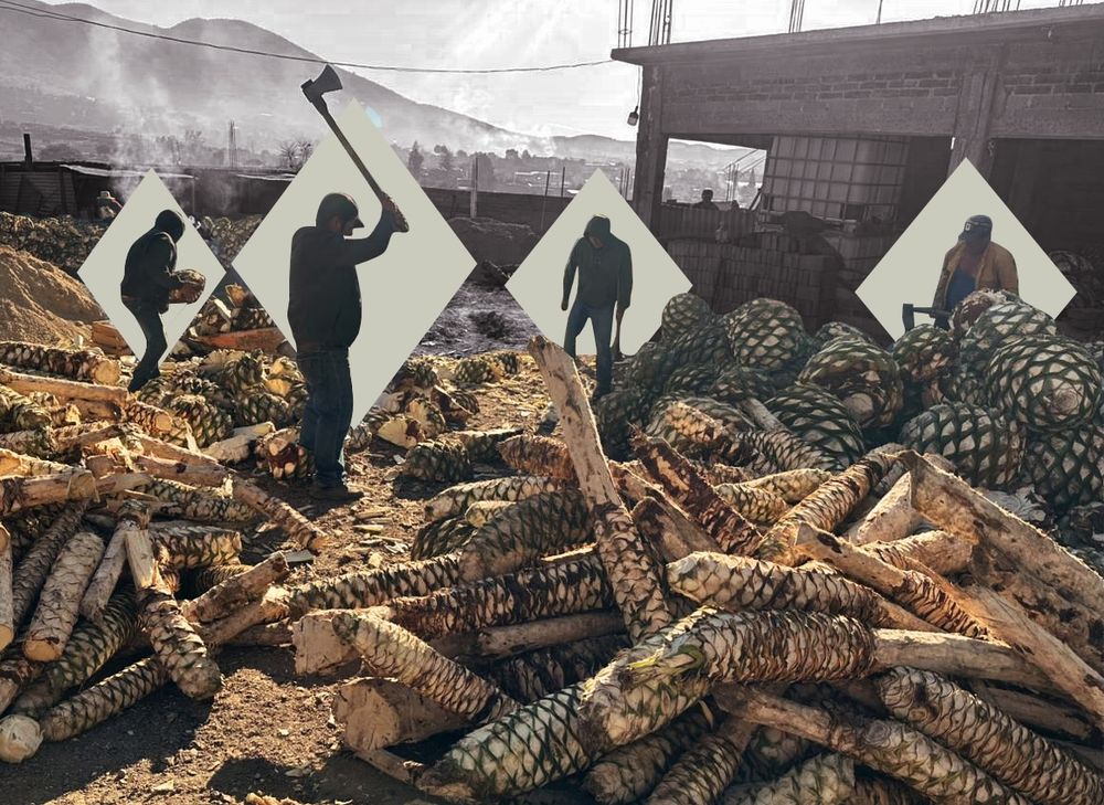 Fotografía 4 del campo y el proceso de Limbo Mezcal