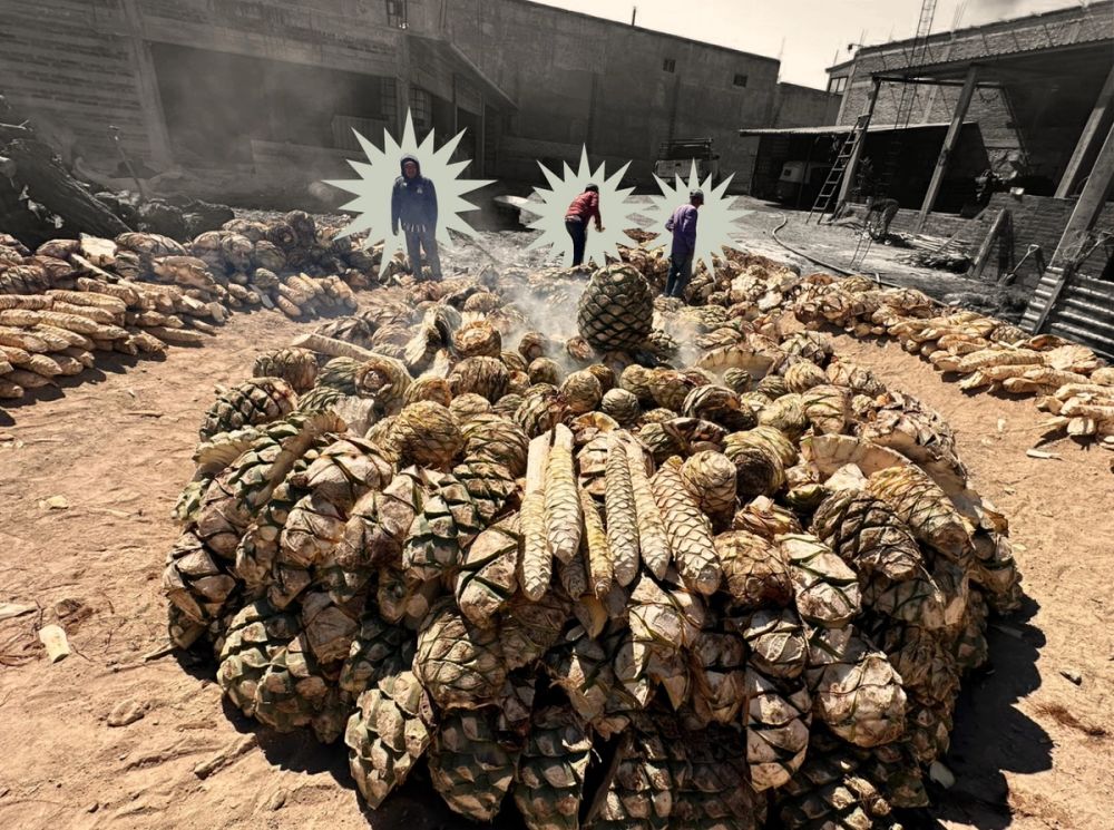 Fotografía 7 del campo y el proceso de Limbo Mezcal