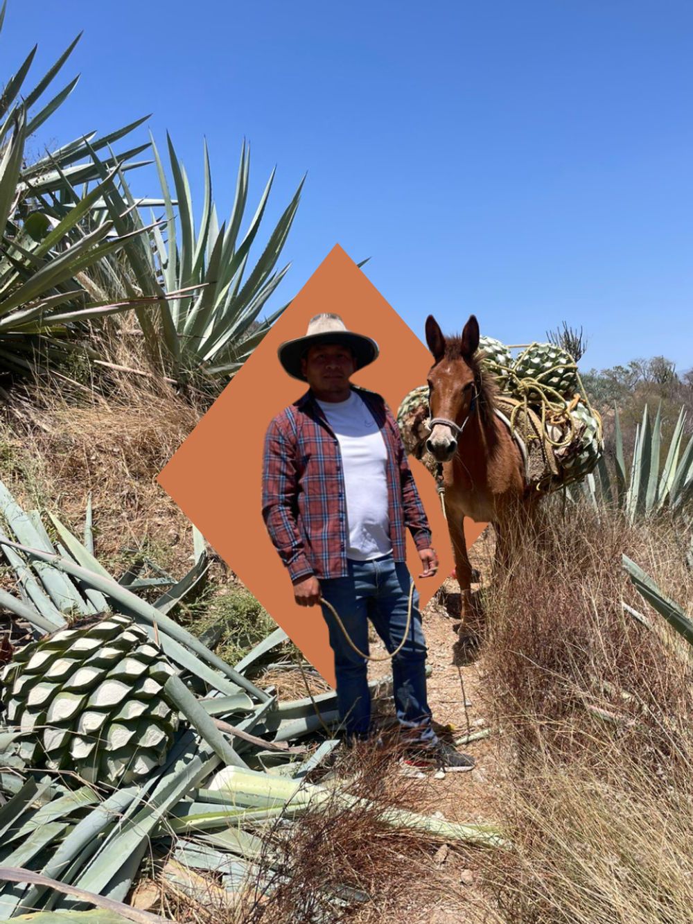 Fotografía 2 del campo y el proceso de Limbo Mezcal