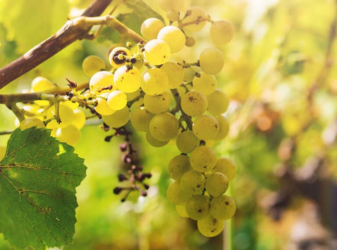 WEISS- ROSÉ & SCHAUMWEINE