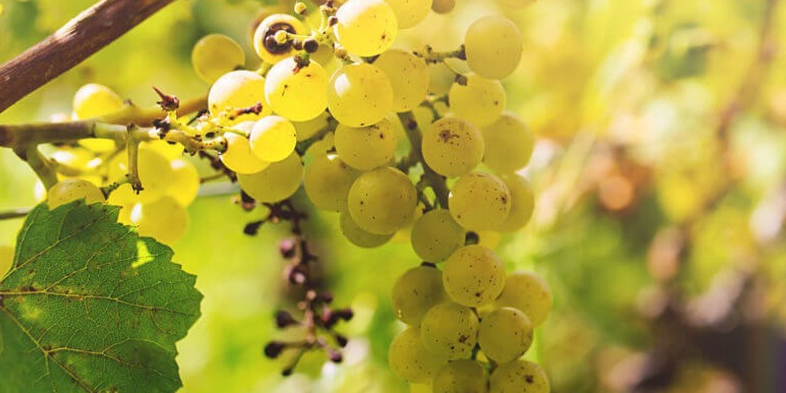 WEISS- ROSÉ & SCHAUMWEINE