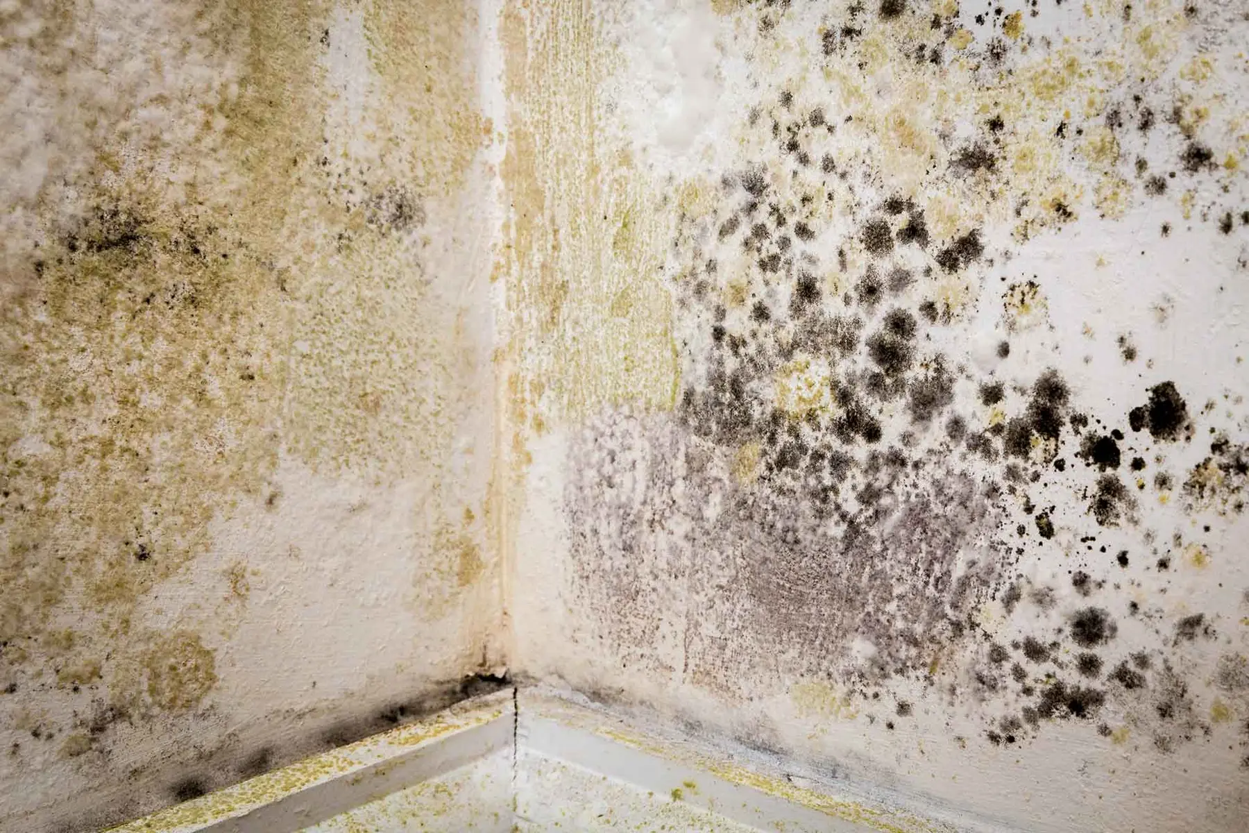 The Story: How Biola's ₦105,000 Savings on DPC Cost Her ₦2 Million in Damp Damage