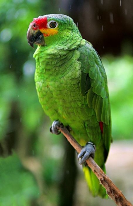 Xcaret