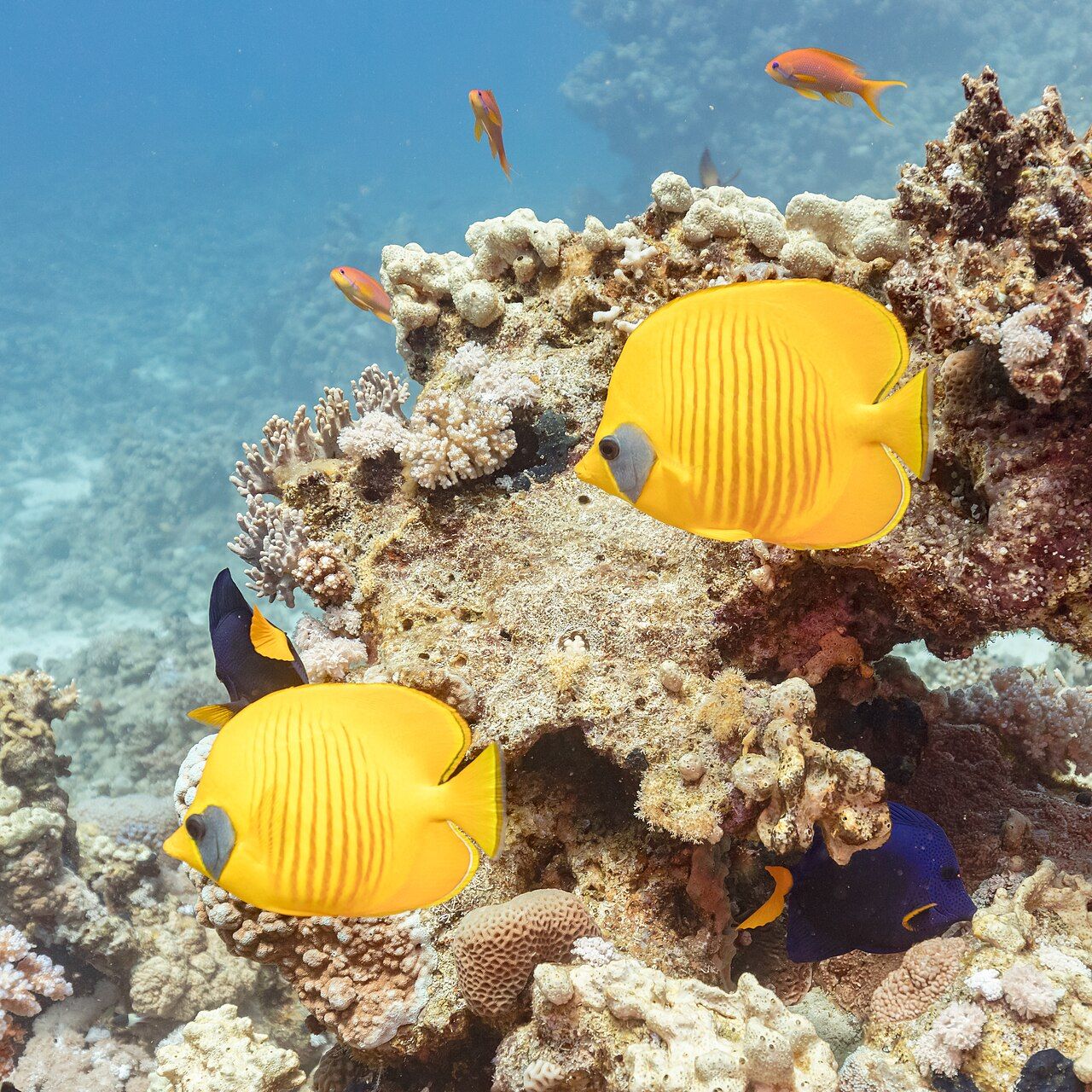 Sharm el Seikh