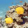 Sharm el Seikh
