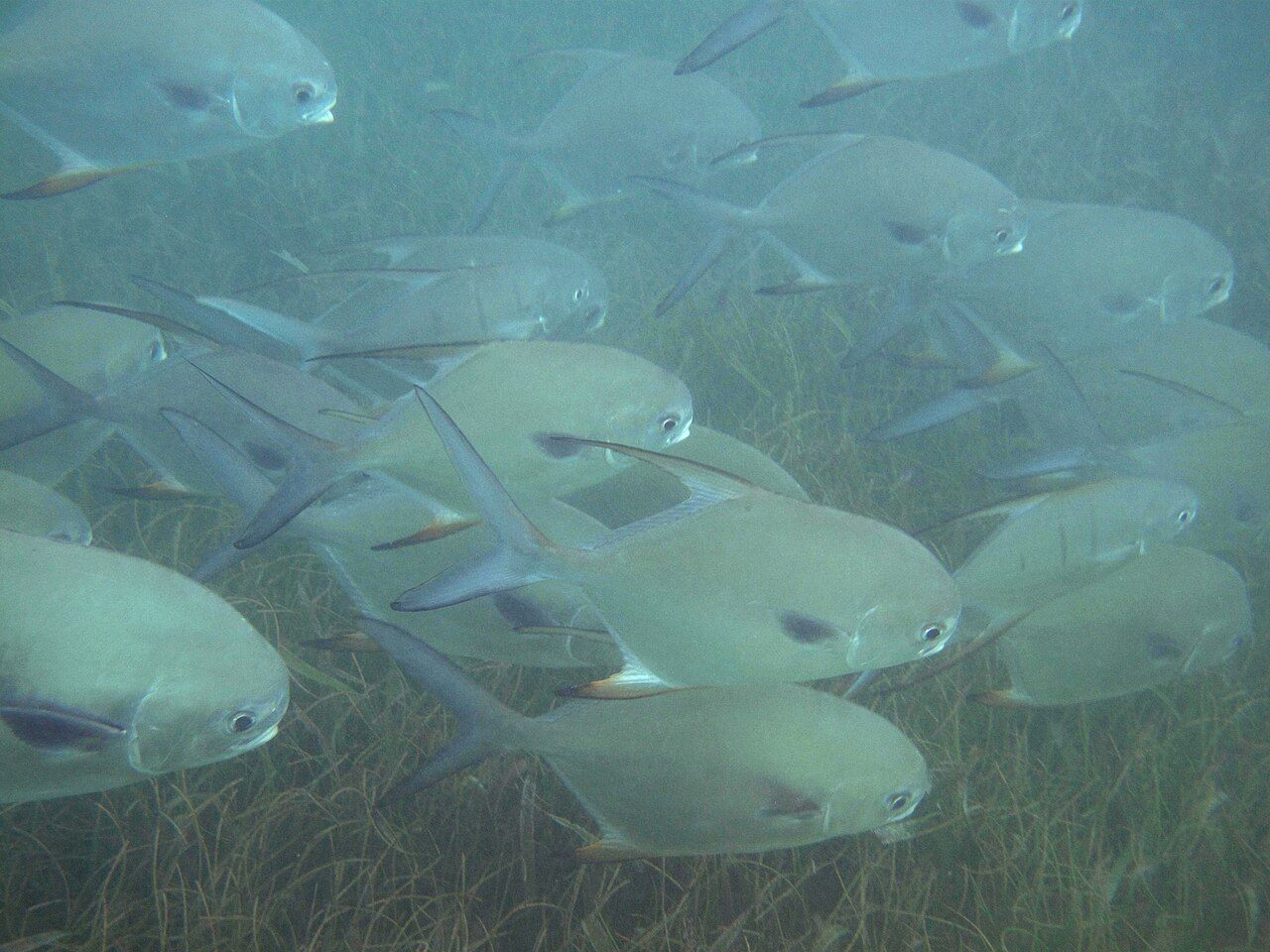 Akumal