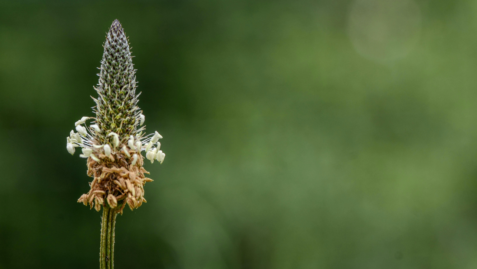 What Exactly Is This Plant-Based Fiber?