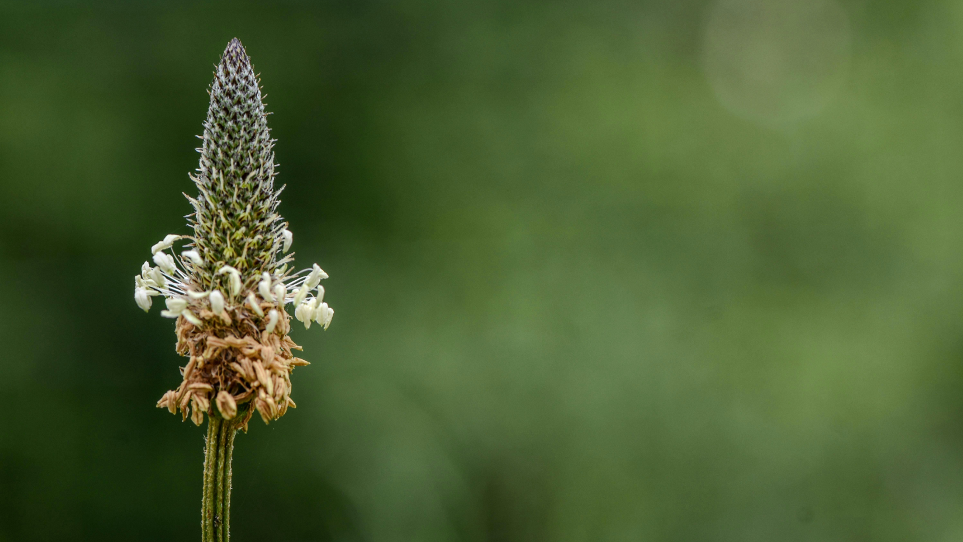 What Exactly Is This Plant-Based Fiber?