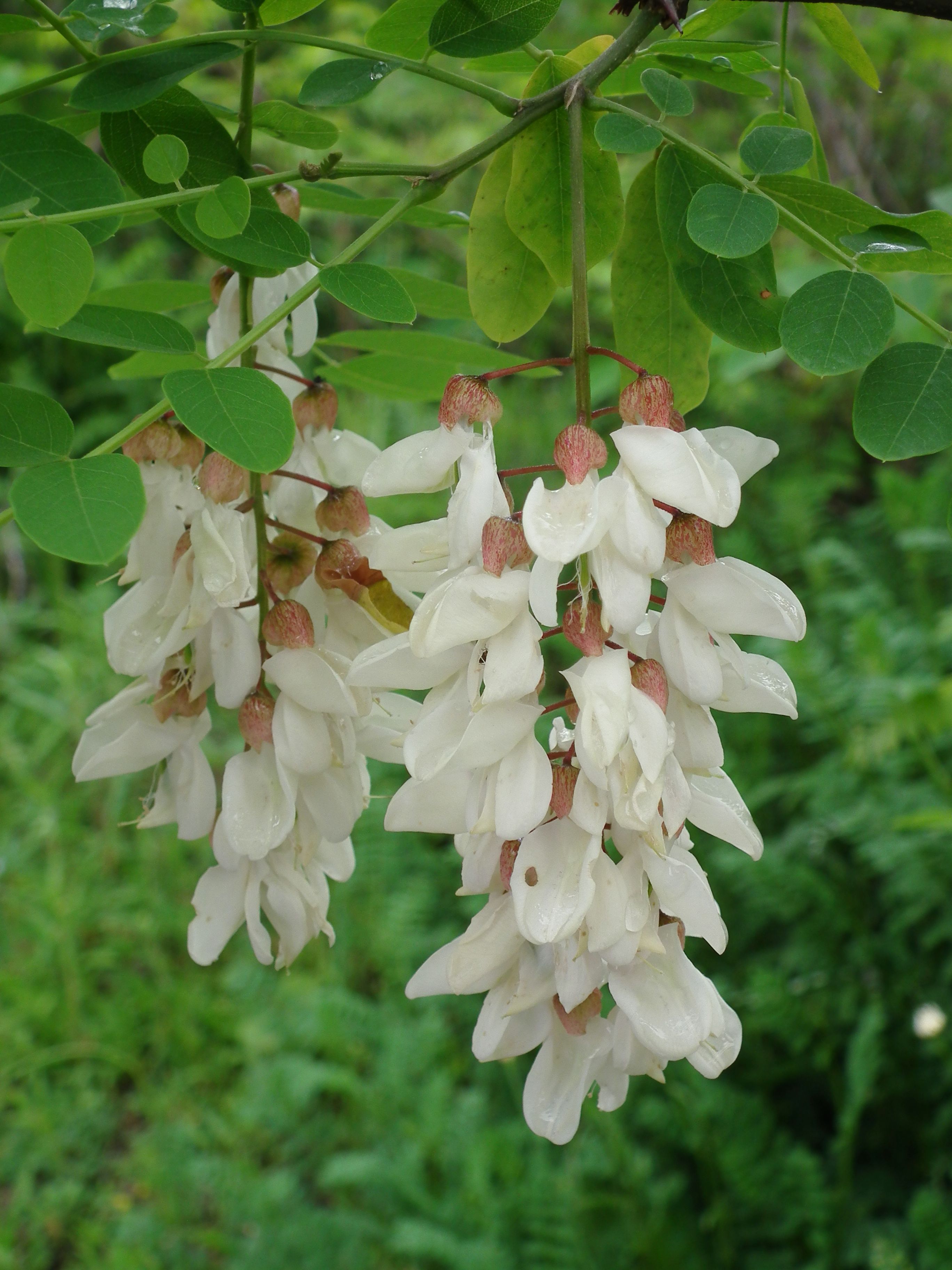 Black locust (Robinia pseudoacacia) in full bloom, the botanical source of acacia honey