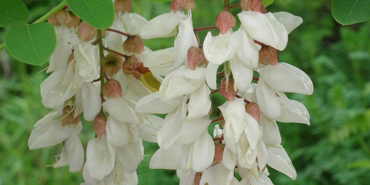 Black locust (Robinia pseudoacacia) in full bloom, the botanical source of acacia honey