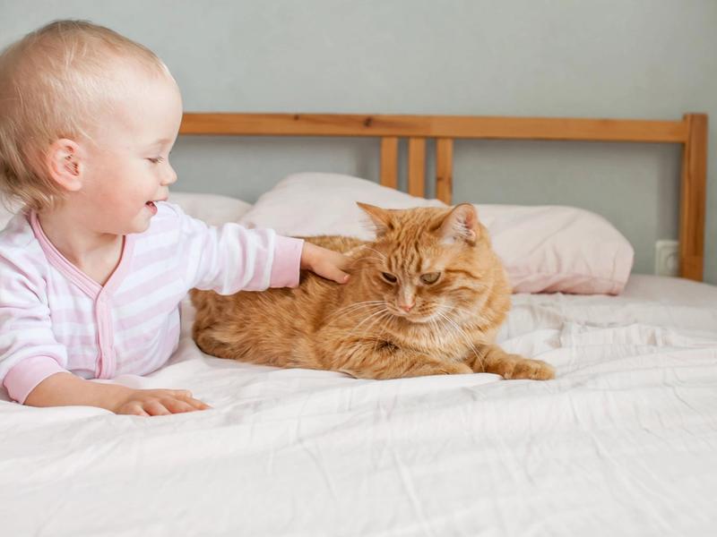 Bringing baby home to pets: a practical guide for a safe and smooth introduction