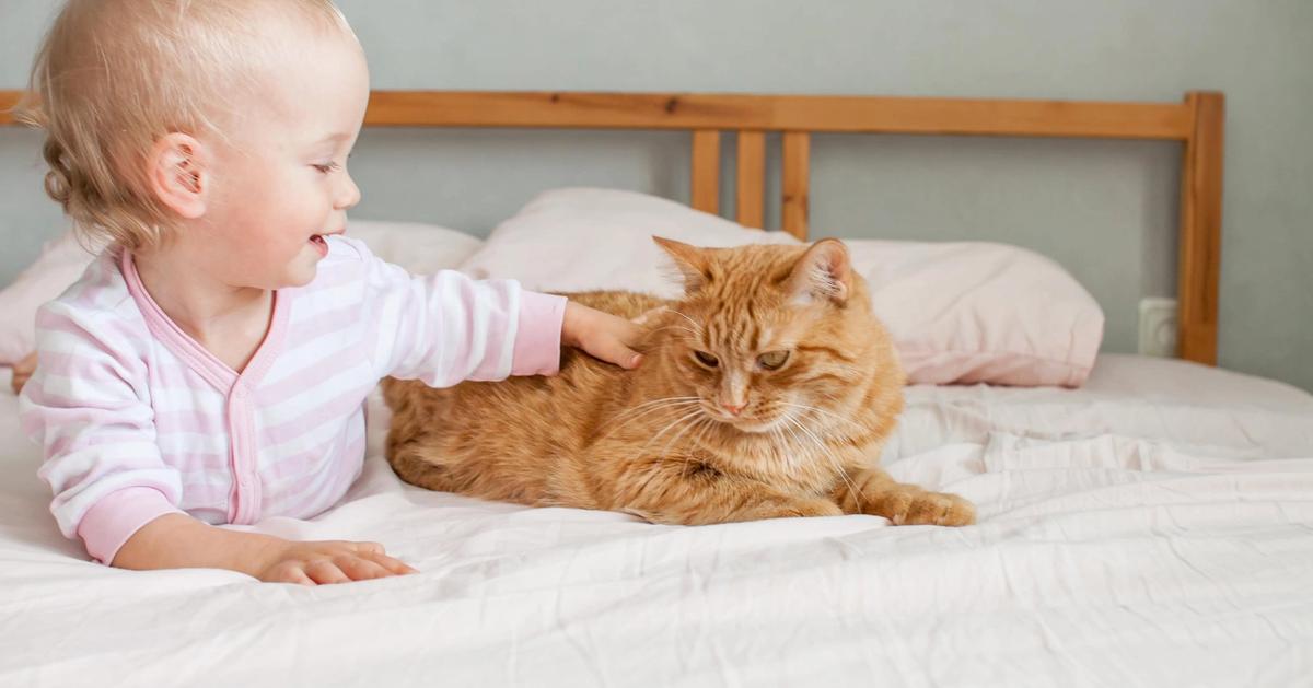 Bringing baby home to pets: a practical guide for a safe and smooth introduction