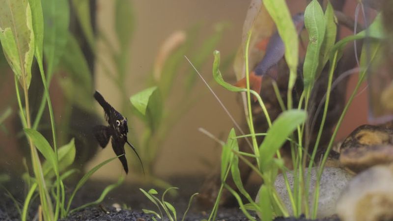 Top 5 bể thủy sinh mini tốt nhất cho người mới 2026