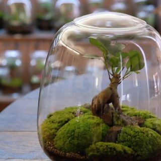 Mechárium Terrigena ZEN