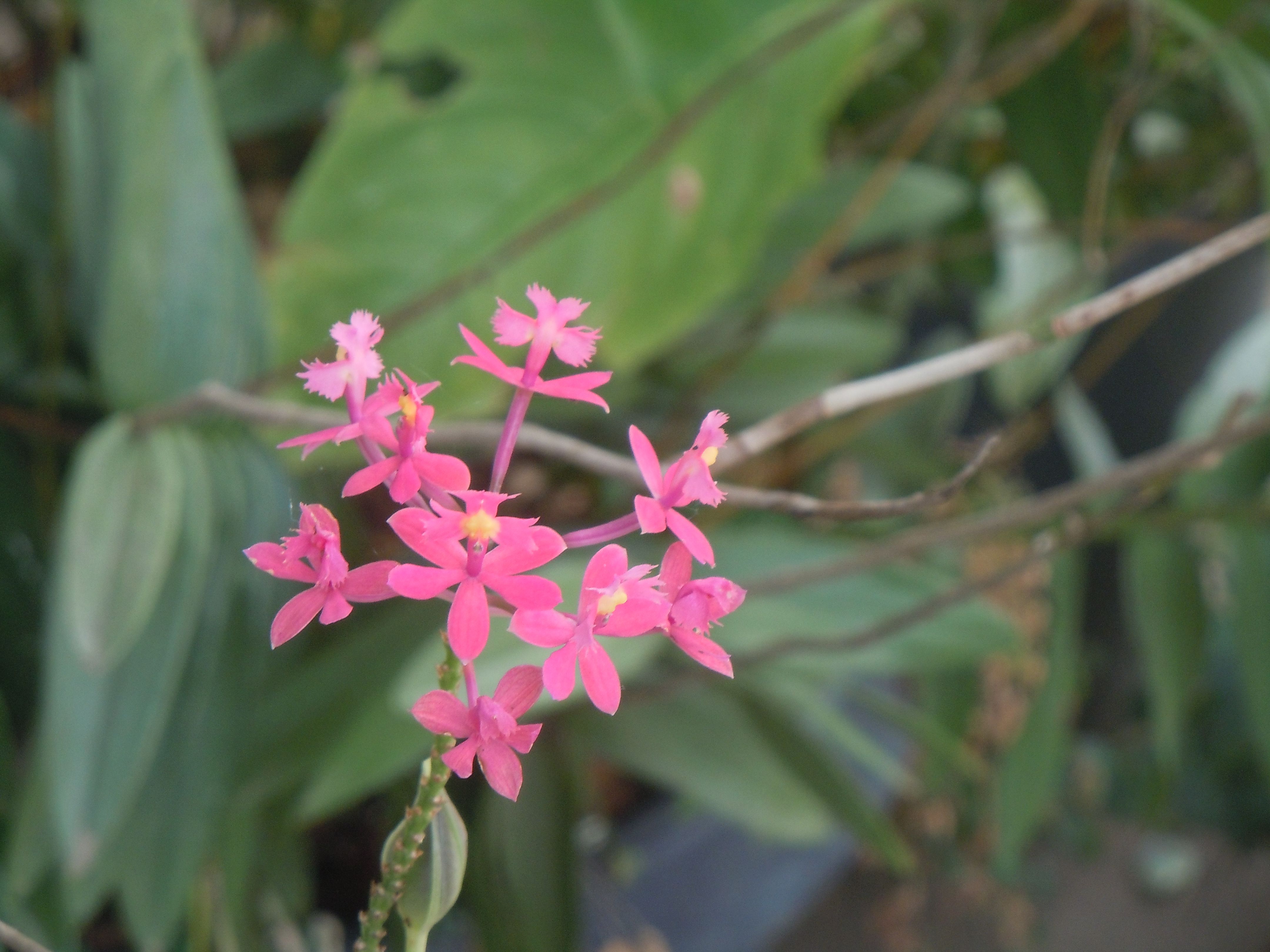 Planta
