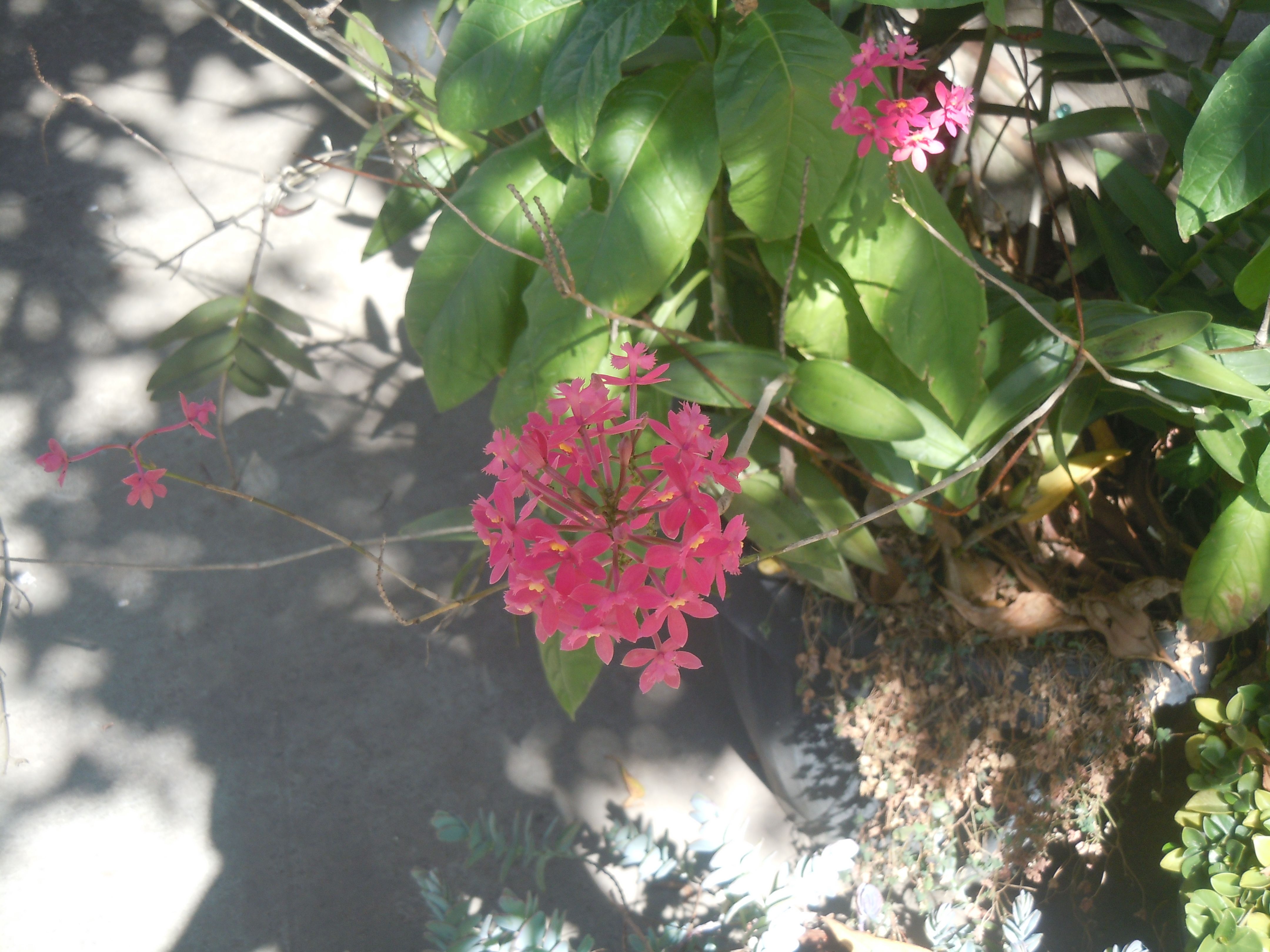 Plantas