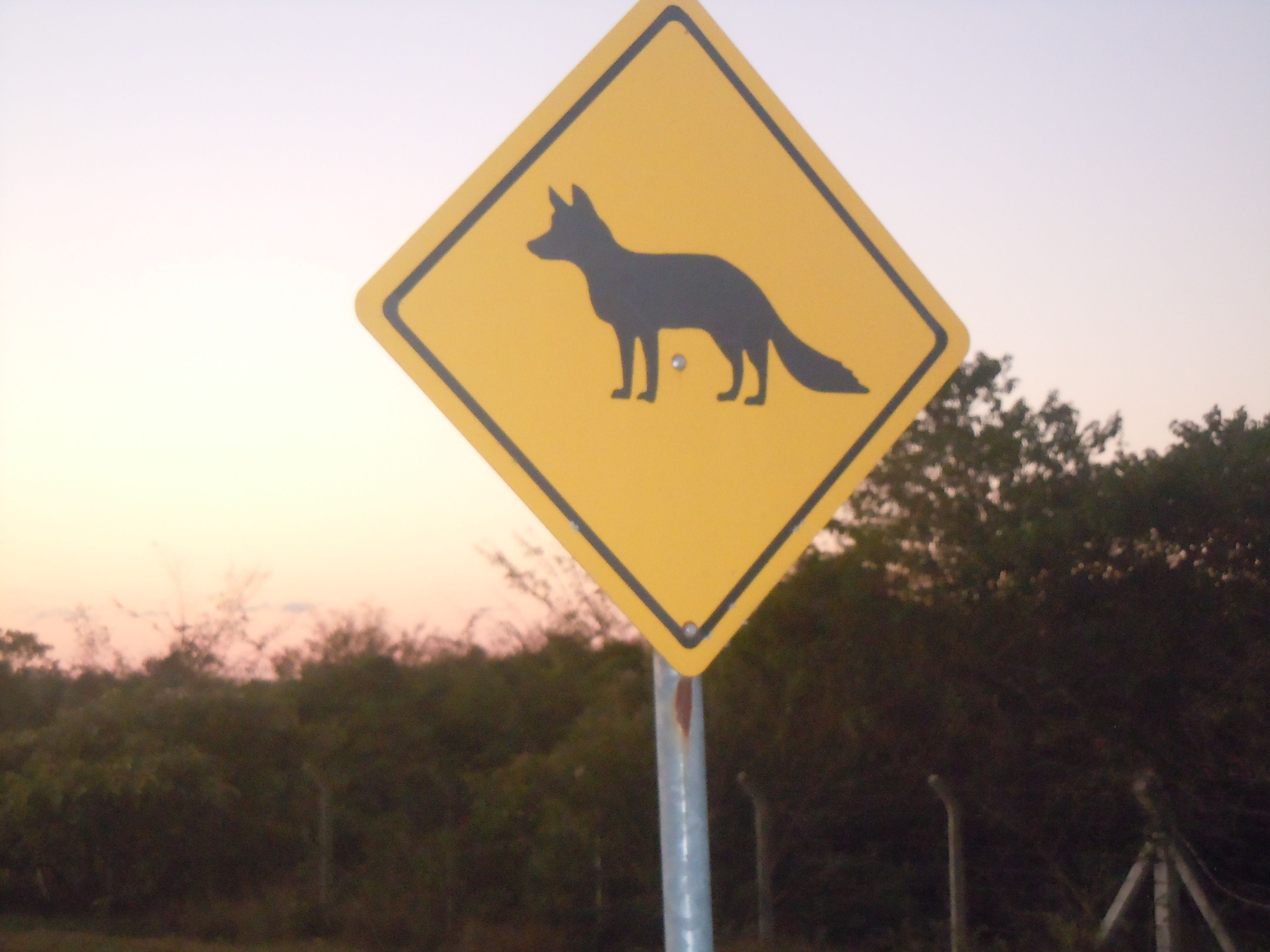 Raposas na pista