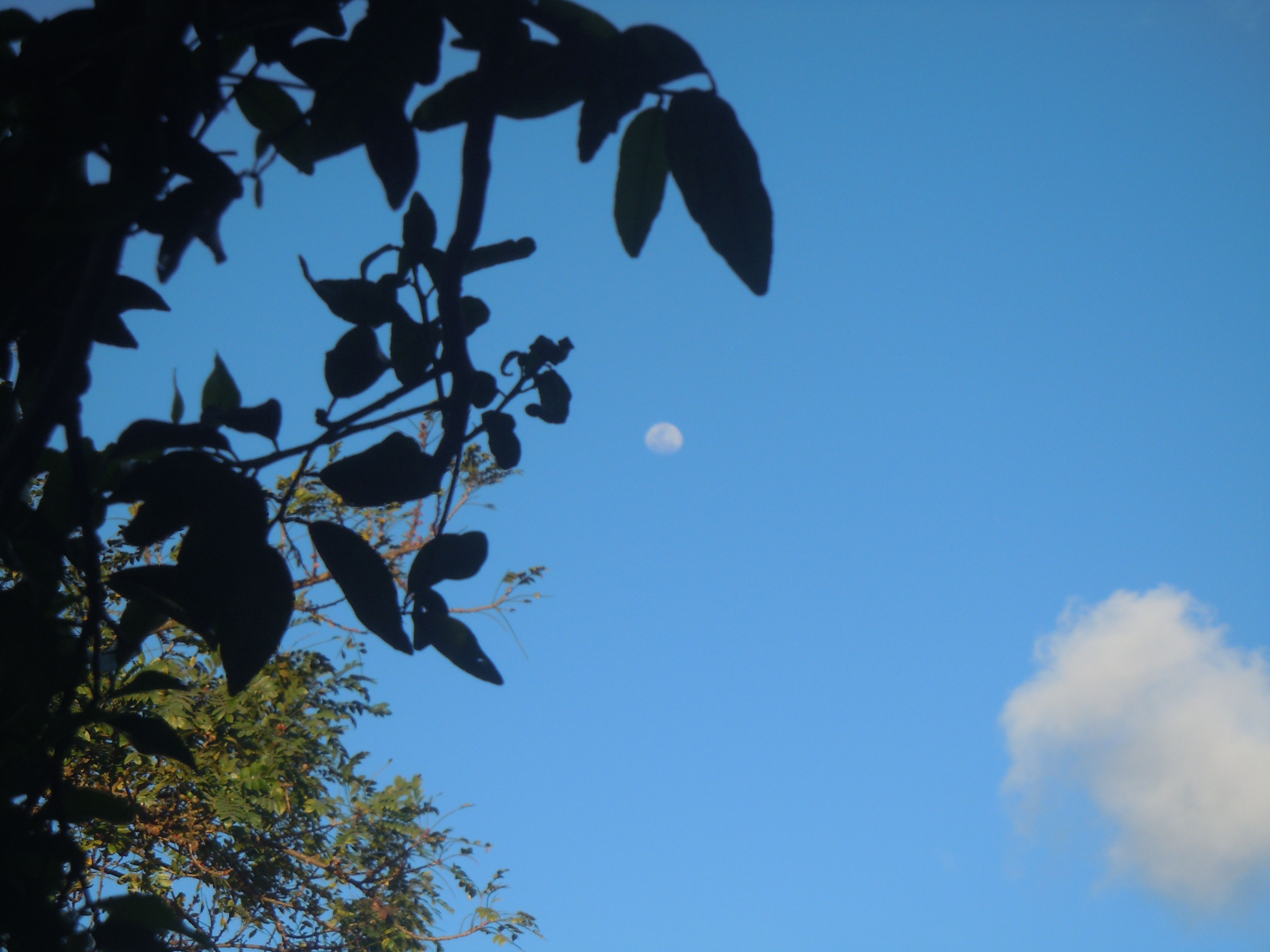 Lua